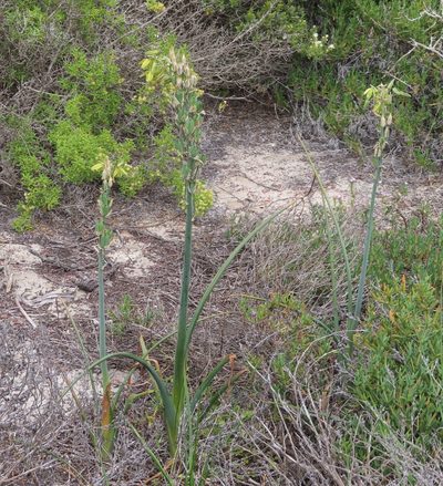 Albuca grandis, photographed by linkie