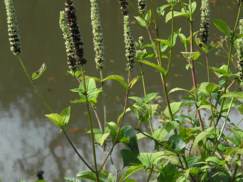 Agastache scrophulariifolia, photographed by Michael J. Papay