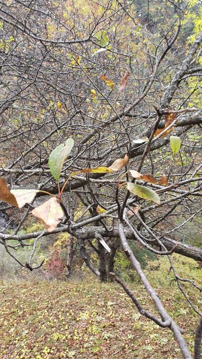 Malus orientalis, photographed by Nikolay Martyanov