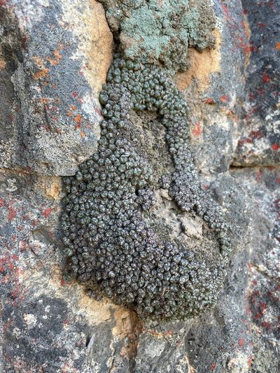 Conophytum luckhoffii, photographed by Matt Berger