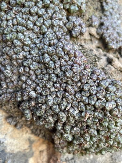 Conophytum luckhoffii, photographed by Matt Berger