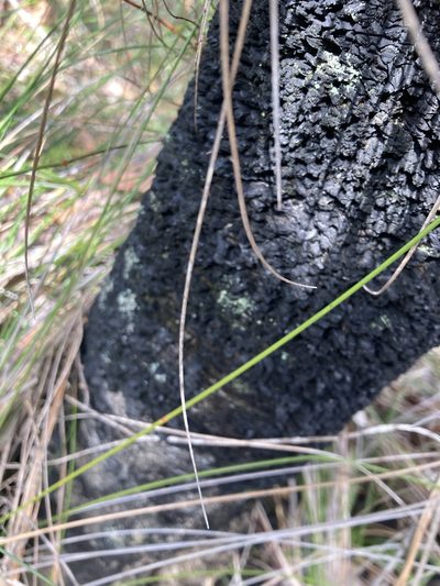 Kingia australis, photographed by pimelea