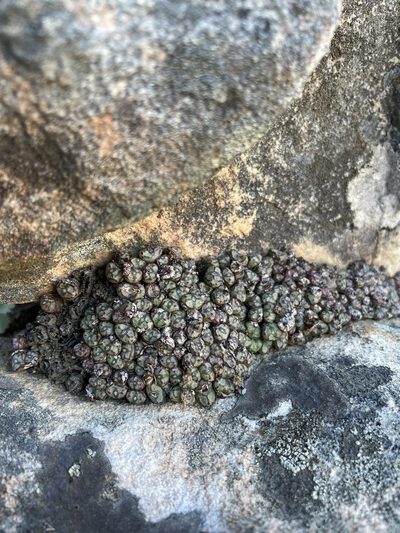 Conophytum luckhoffii, photographed by Matt Berger
