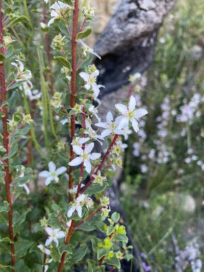 Agathosma betulina, photographed by Matt Berger