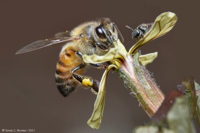 Eruca vesicaria, photographed by Tomás Carranza Perales