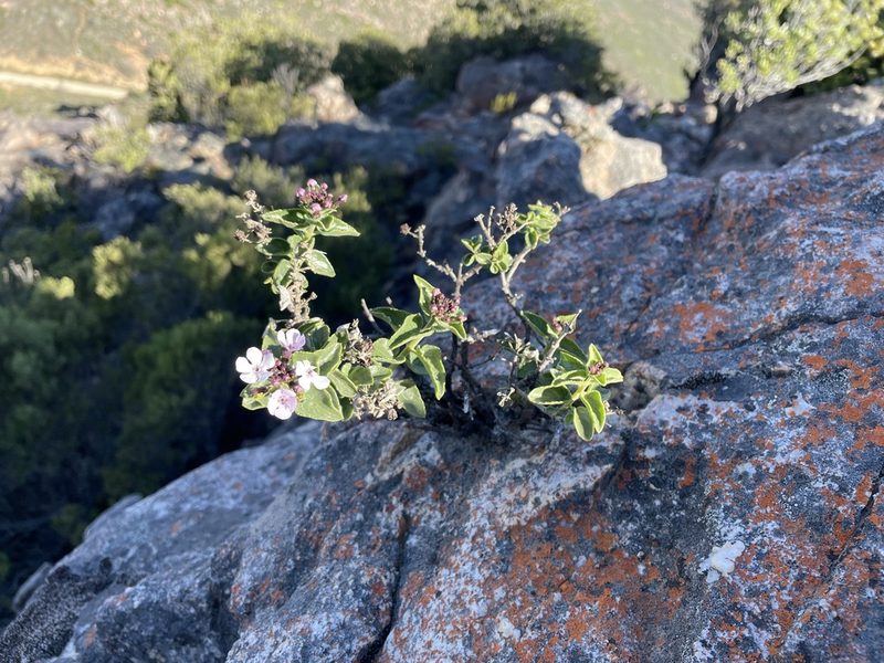Teedia pubescens, photographed by Matt Berger
