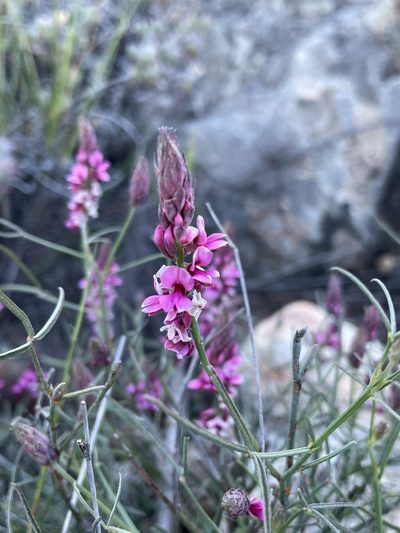 Indigofera venusta, photographed by Matt Berger