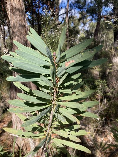 Melaleuca glauca, photographed by pimelea