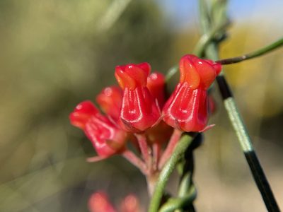Microloma tenuifolium, photographed by Matt Berger