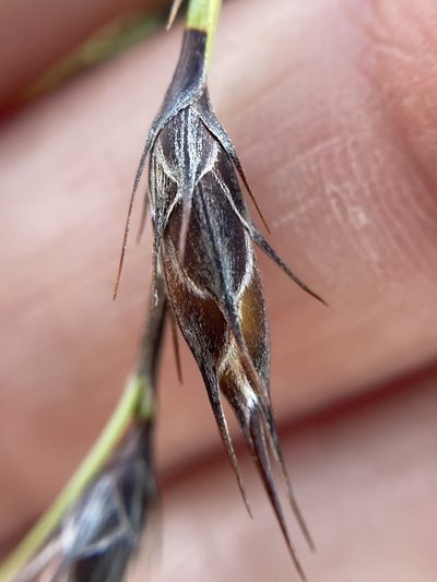 Evandra aristata, photographed by pimelea