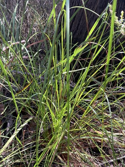 Evandra aristata, photographed by pimelea