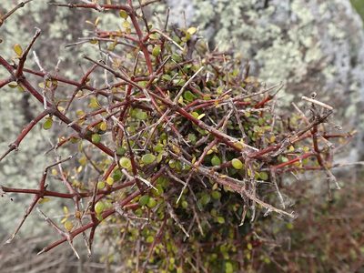 Coprosma crassifolia, photographed by Duncan Cunningham