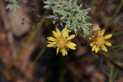 Heterotheca canescens, photographed by Michelle W. （鍾偉瑋）