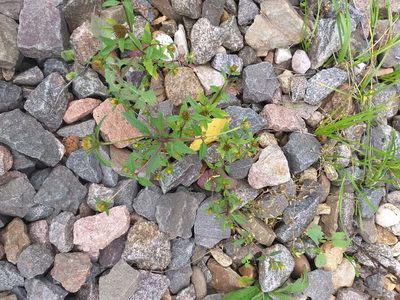 Bidens tripartita, photographed by Dmitriy Bochkov