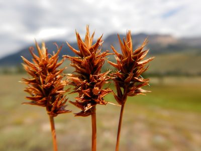 Carex hoodii, photographed by Matt Lavin