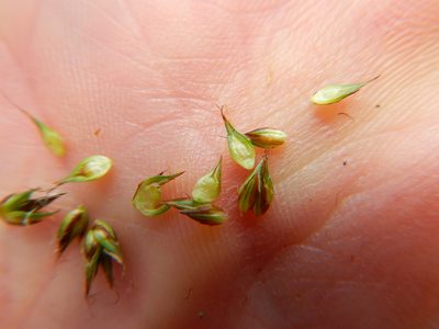 Carex hoodii, photographed by Matt Lavin