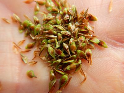 Carex hoodii, photographed by Matt Lavin
