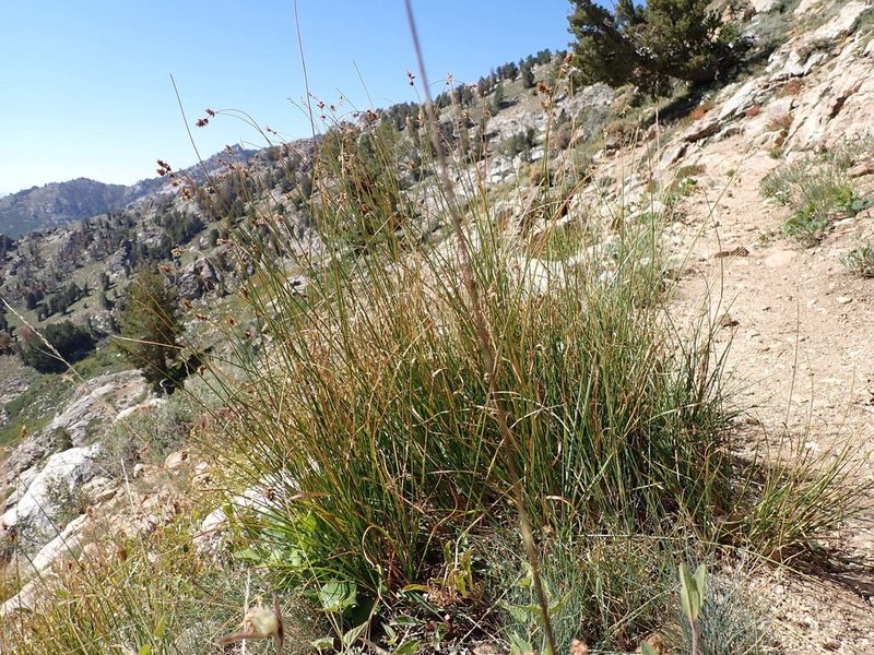 Carex hoodii, photographed by Matt Lavin