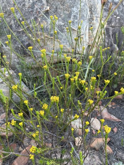 Hymenolepis dentata, photographed by Matt Berger