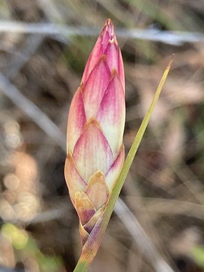 Johnsonia lupulina, photographed by pimelea