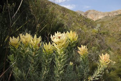 Leucadendron daphnoides, photographed by Tony Rebelo