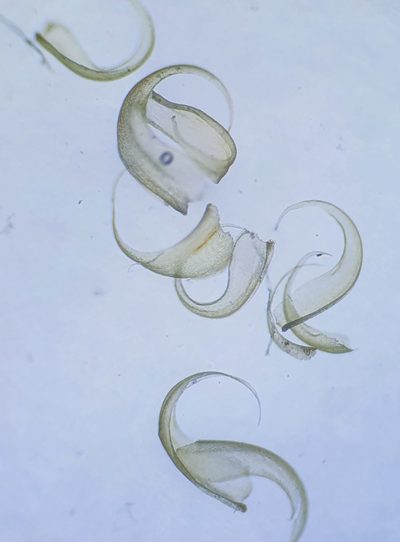Stereodon callichrous, photographed by Jonathan Hughes