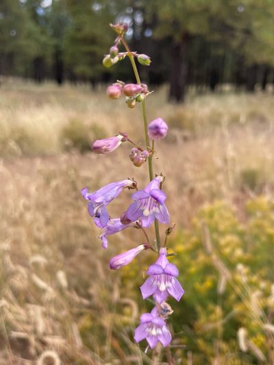 Penstemon virgatus, photographed by lejones417