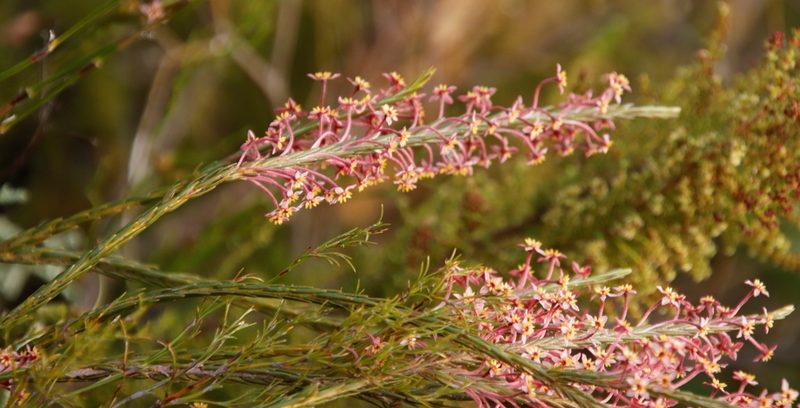 Struthiola macowanii, photographed by Tony Rebelo