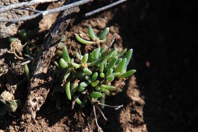 Delosperma lootsbergense, photographed by Tony Rebelo