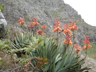 Kumara plicatilis, photographed by Tim Kirsten