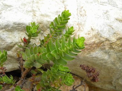Crassula undulata, photographed by Tim Kirsten