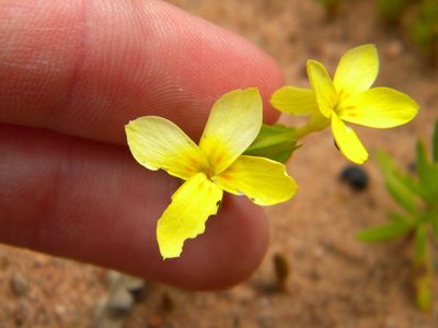 Sebaea exacoides, photographed by Tim Kirsten