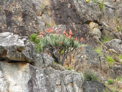 Kumara plicatilis, photographed by Tim Kirsten