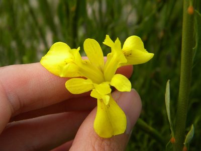 Moraea neglecta, photographed by Tim Kirsten