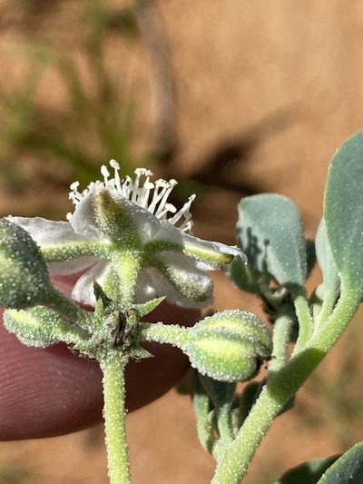Tribulocarpus dimorphanthus, photographed by Dave U