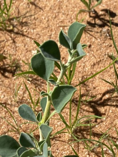 Tribulocarpus dimorphanthus, photographed by Dave U
