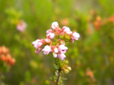 Erica curvirostris, photographed by Tim Kirsten