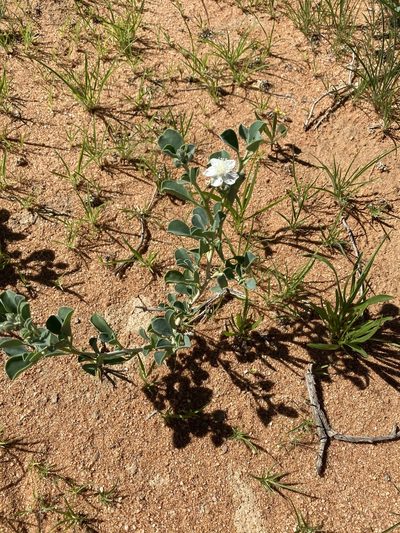 Tribulocarpus dimorphanthus, photographed by Dave U