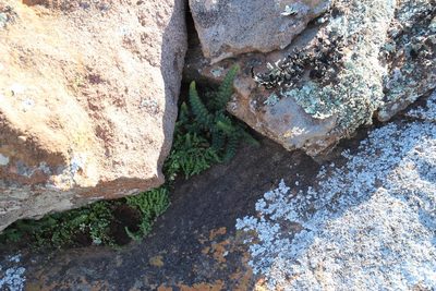 Asplenium cordatum, photographed by Tony Rebelo