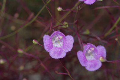 Agalinis edwardsiana, photographed by Michelle W. （鍾偉瑋）