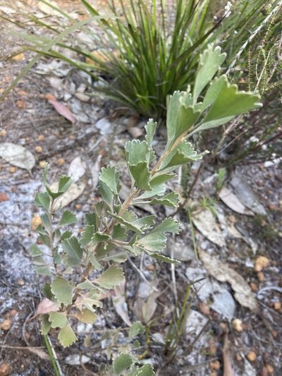 Adenanthos cuneatus, photographed by pimelea