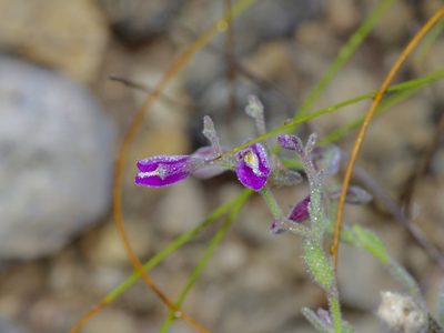 Rhinotropis lindheimeri, photographed by Michelle W. （鍾偉瑋）