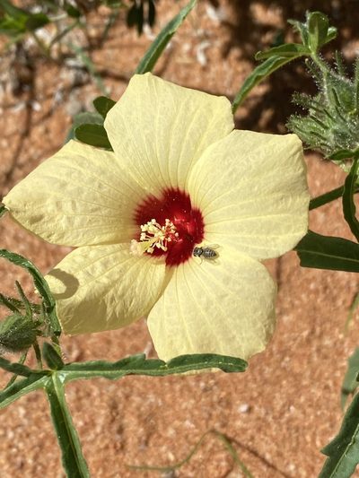Hibiscus palmatus, photographed by Dave U