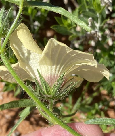 Hibiscus palmatus, photographed by Dave U