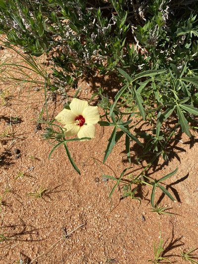 Hibiscus palmatus, photographed by Dave U