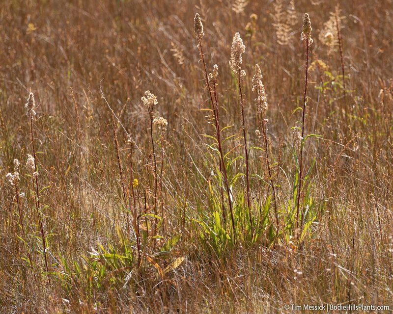 Solidago spectabilis, photographed by Tim Messick