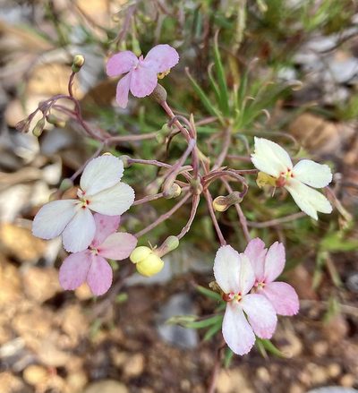 Stylidium scandens, photographed by pimelea