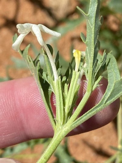 Chascanum pinnatifidum, photographed by Dave U