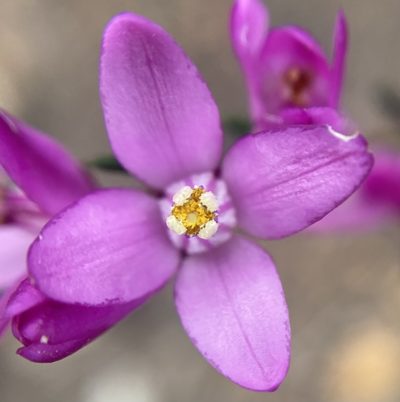 Boronia nematophylla, photographed by pimelea