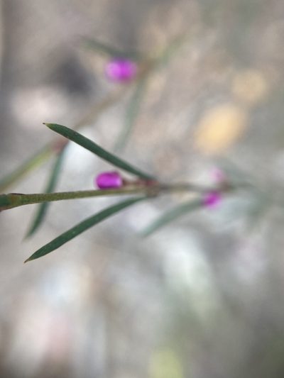 Boronia nematophylla, photographed by pimelea